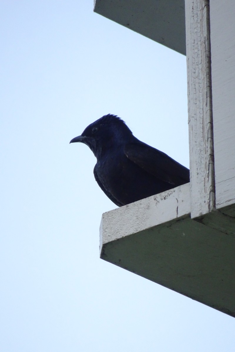 Elai purpura - ML645466394