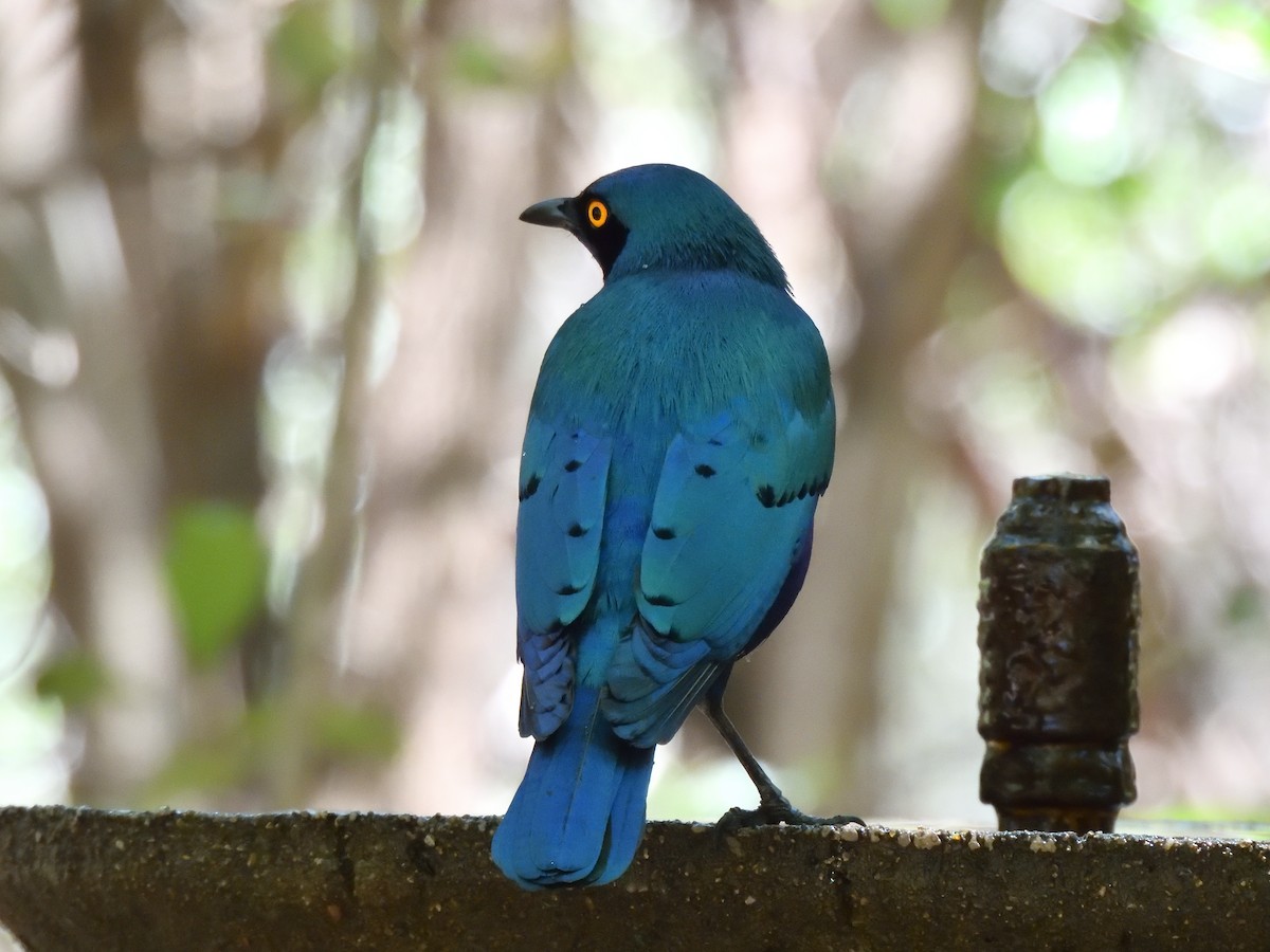 Estornino de El Cabo - ML645466396