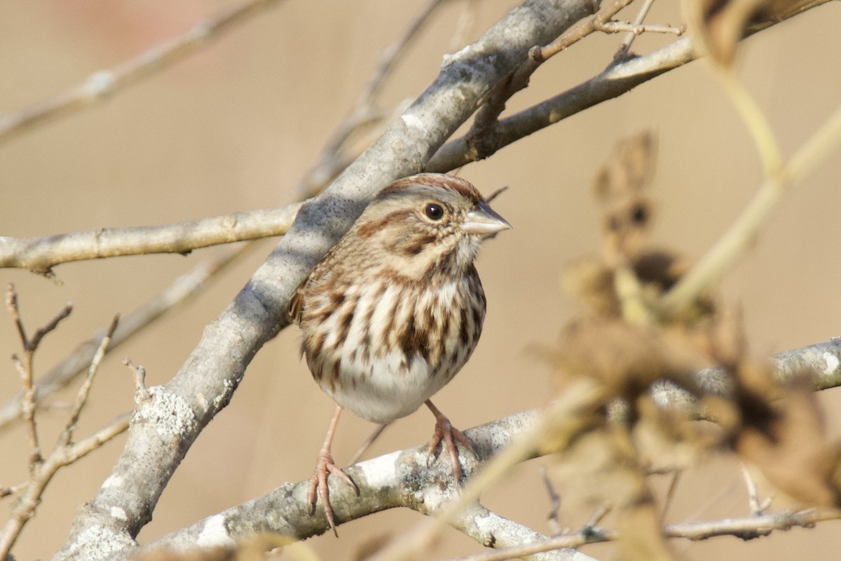 Chingolo Cantor - ML645466397