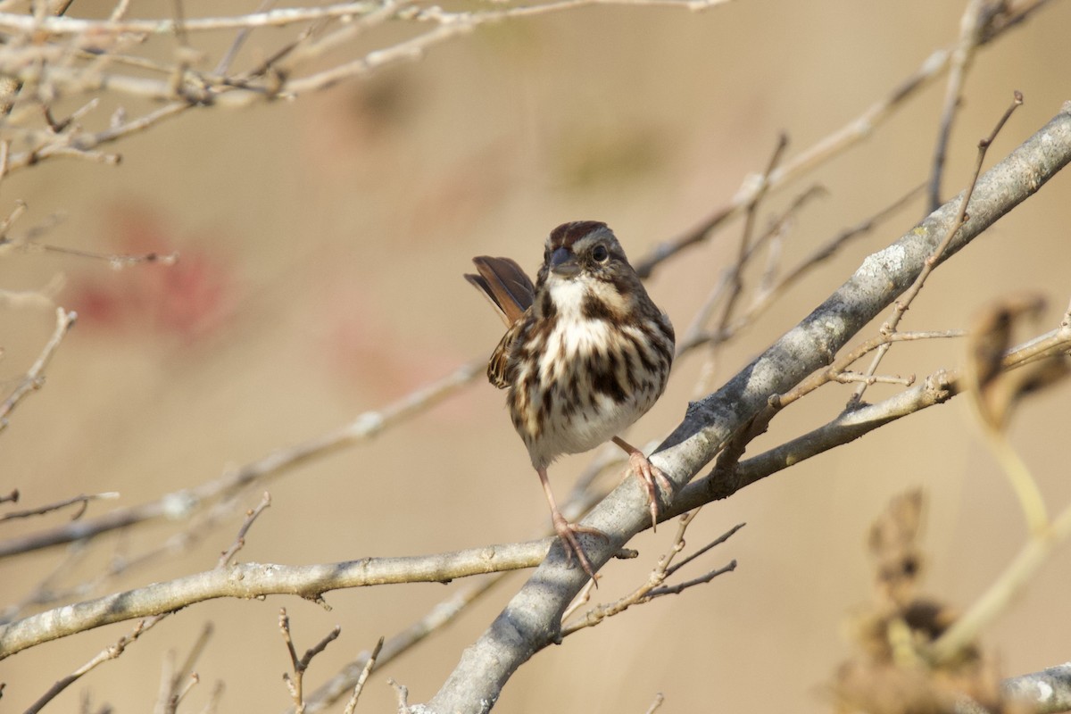 Chingolo Cantor - ML645466398