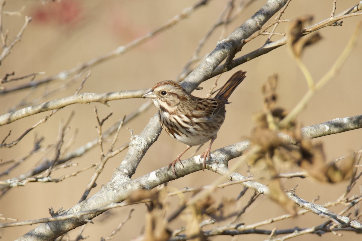 Chingolo Cantor - ML645466399