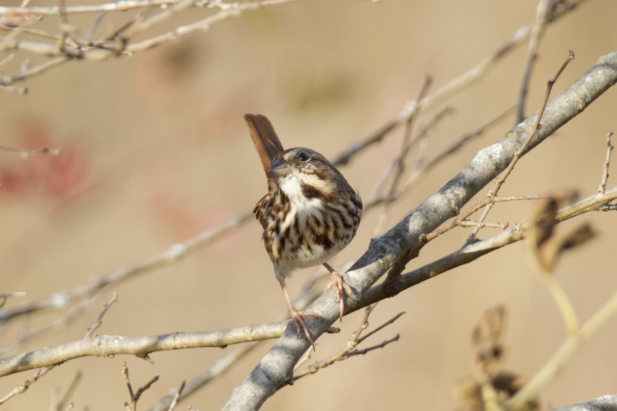 Chingolo Cantor - ML645466400