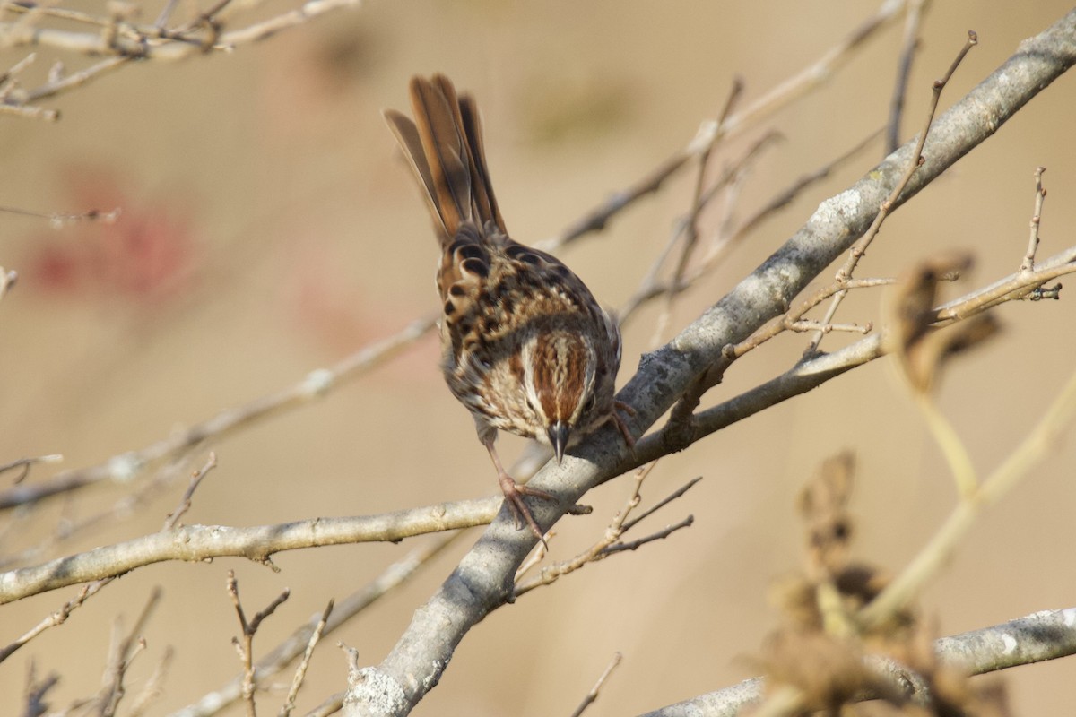 Chingolo Cantor - ML645466401