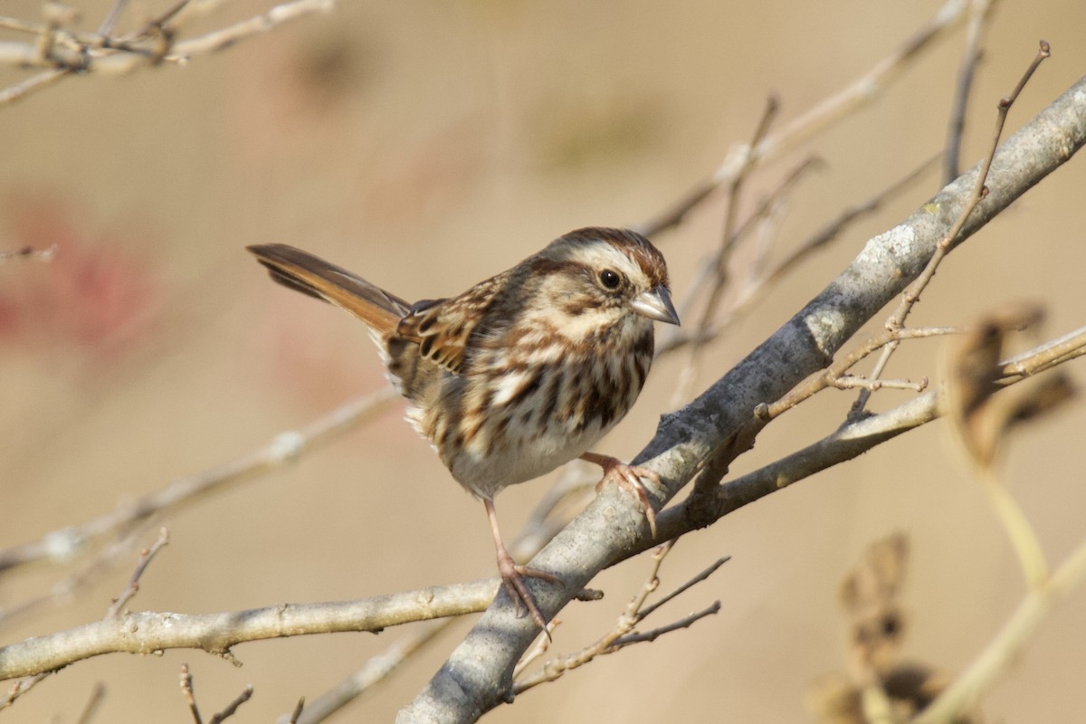 Chingolo Cantor - ML645466402