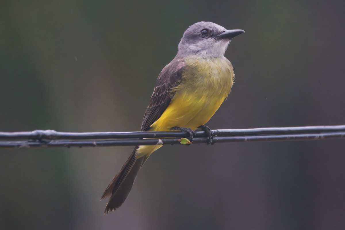 Tirano Melancólico - ML645466404