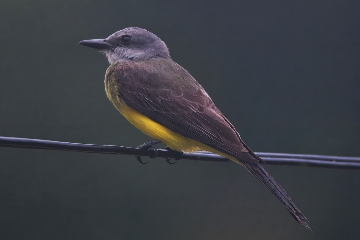 Tirano Melancólico - ML645466405