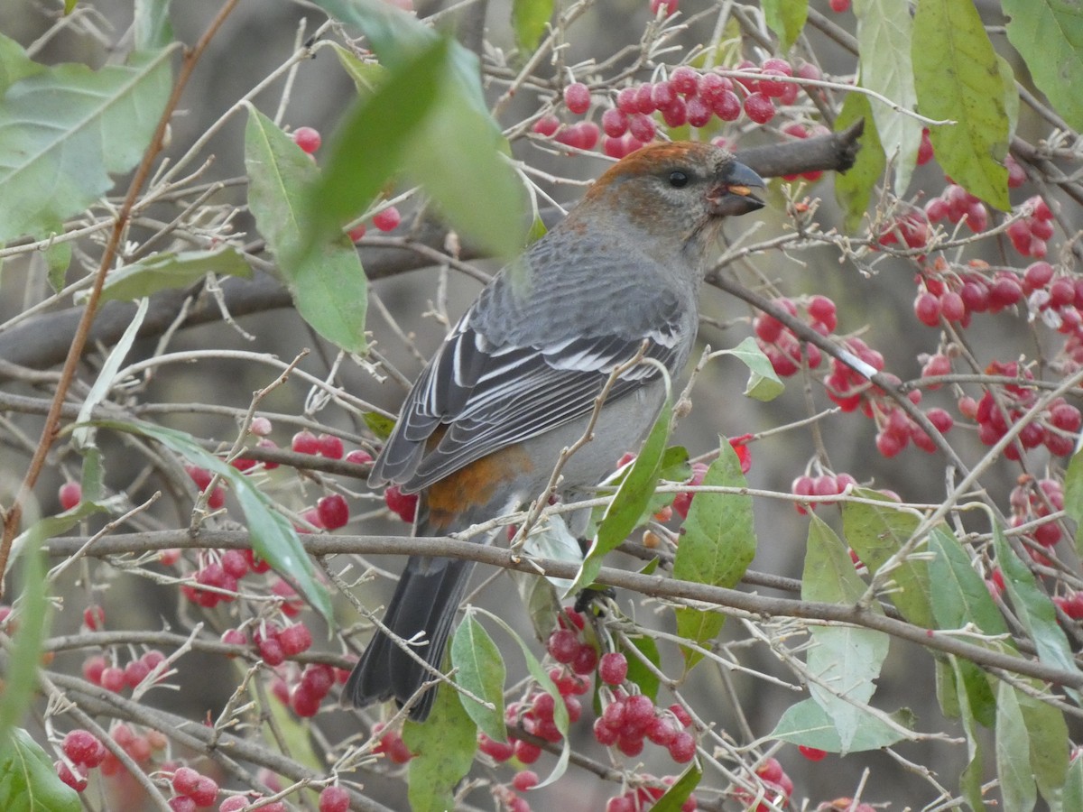 Camachuelo Picogrueso - ML645466406