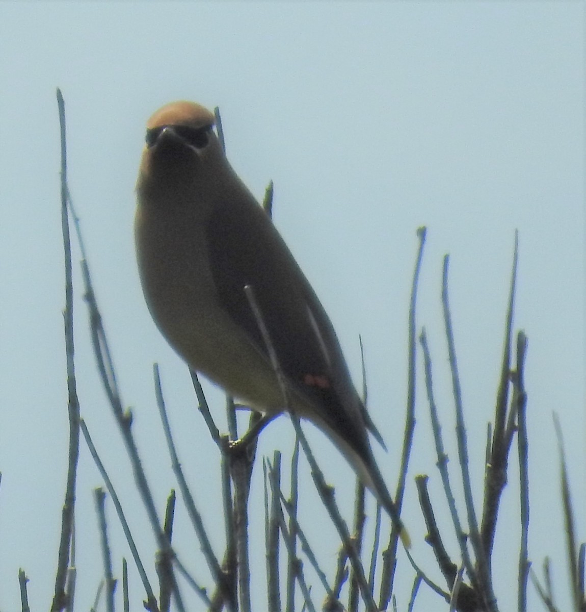 Ampelis Americano - ML645466407