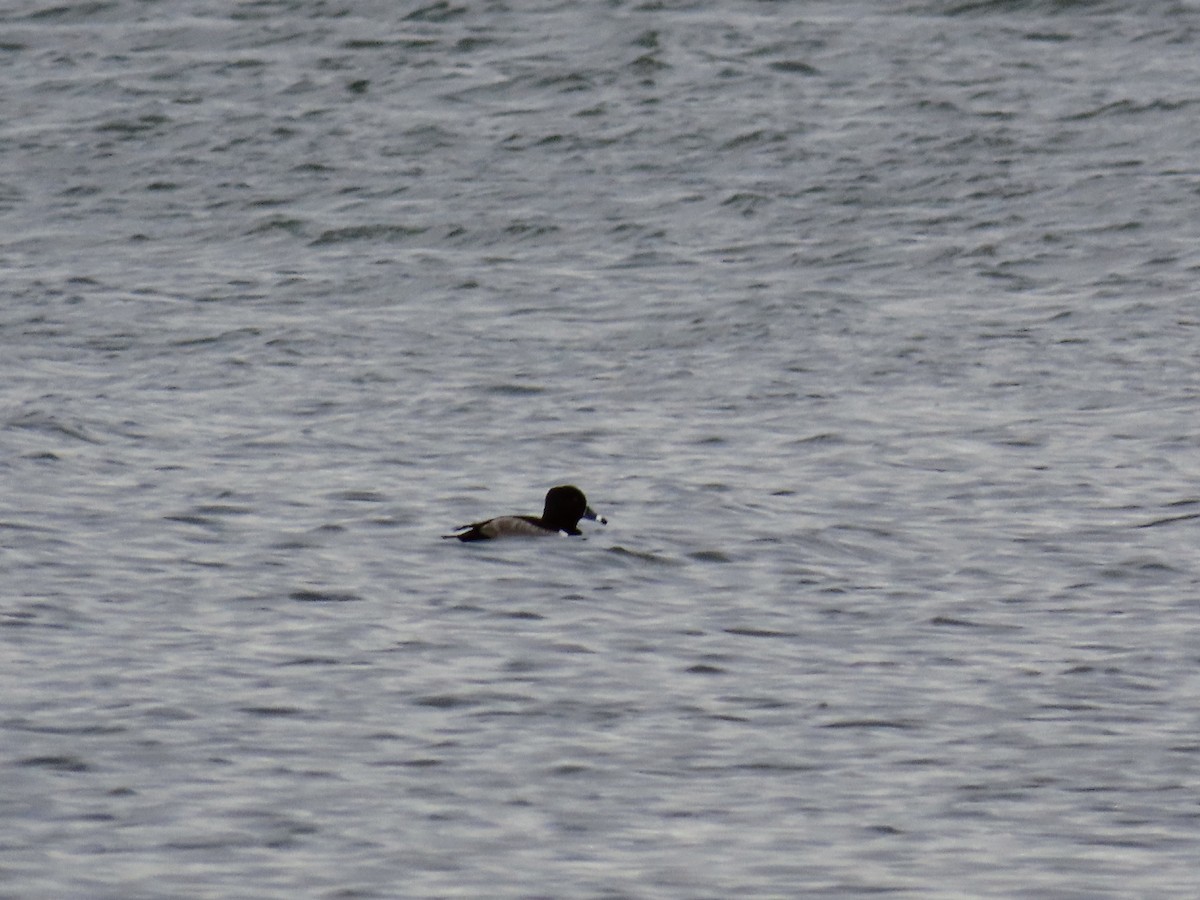 Porrón Acollarado - ML645466408