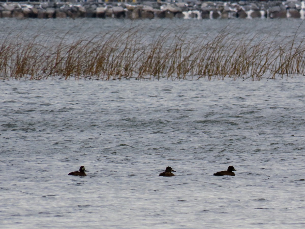 Porrón Bastardo - ML645466409