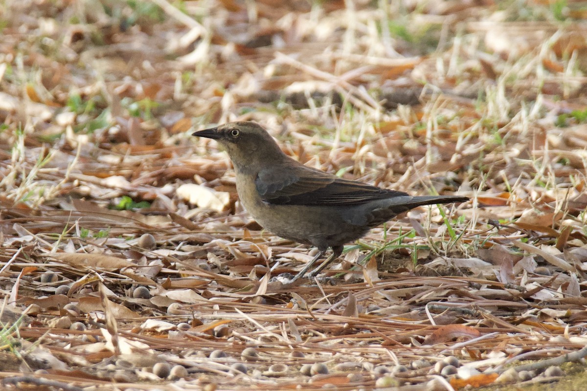 Zanate Canadiense - ML645466410