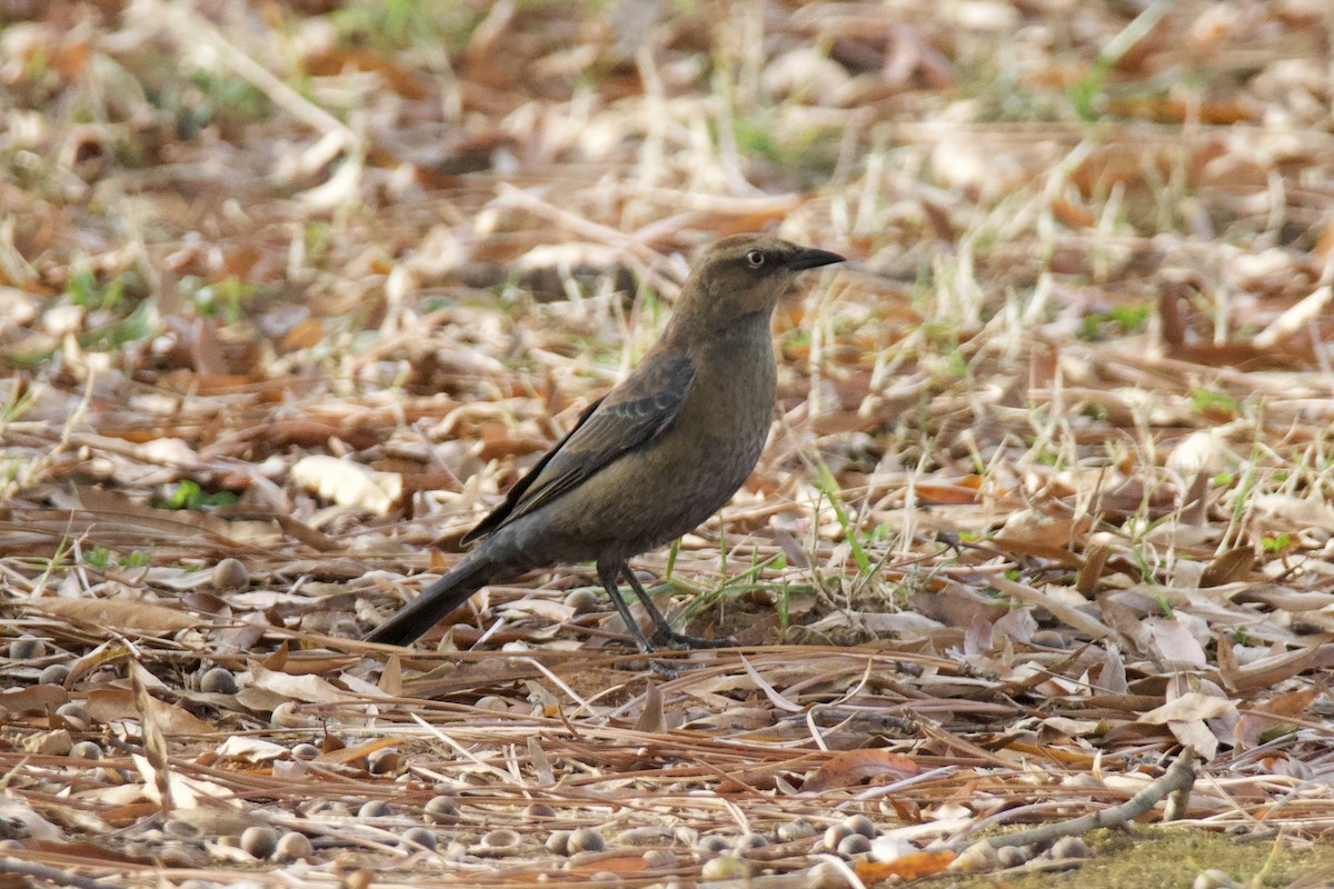 Zanate Canadiense - ML645466411