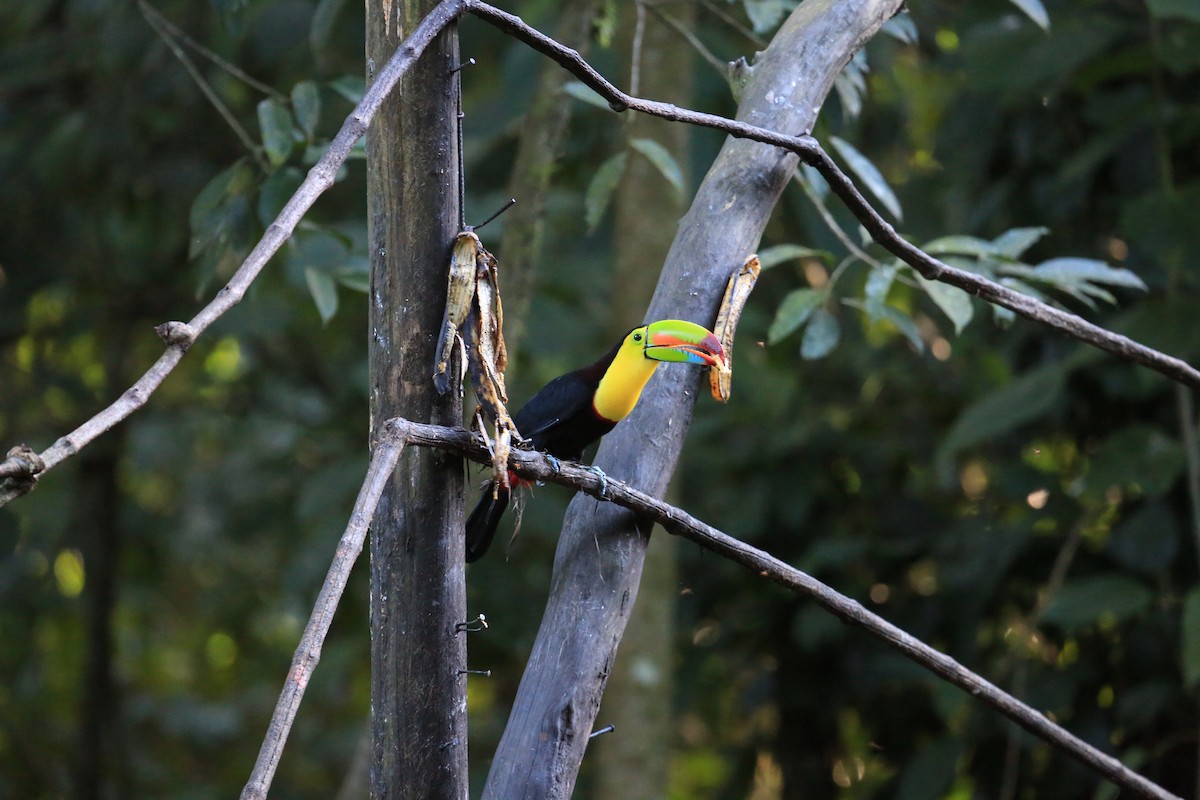 Tucán Piquiverde - ML645466412