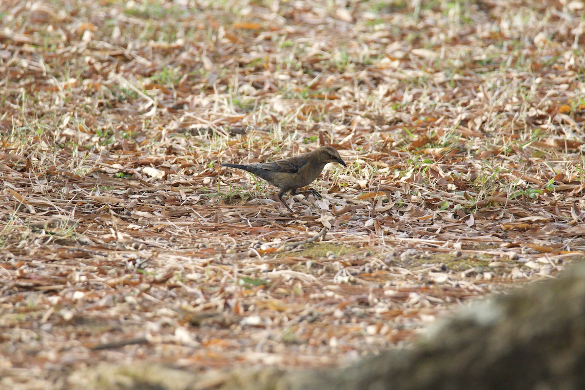 Zanate Canadiense - ML645466413