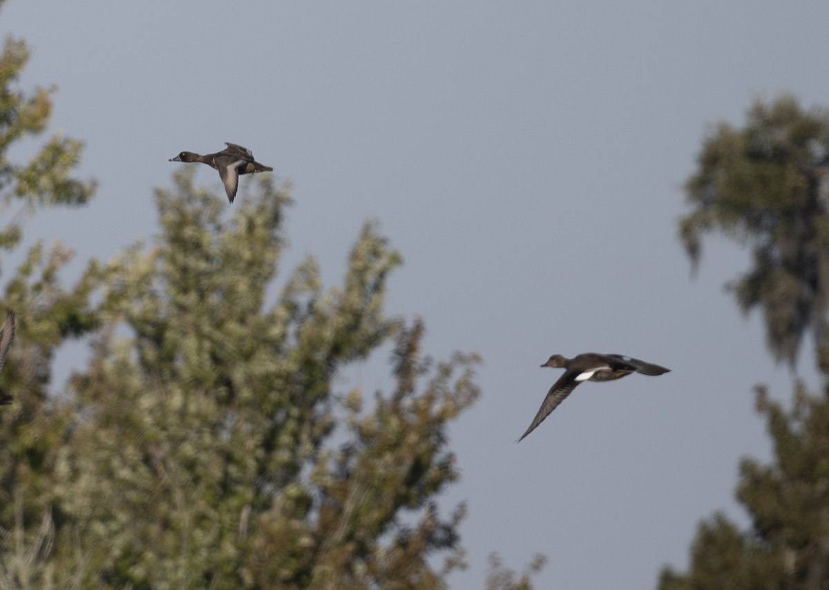 Ánade Friso - ML645466414