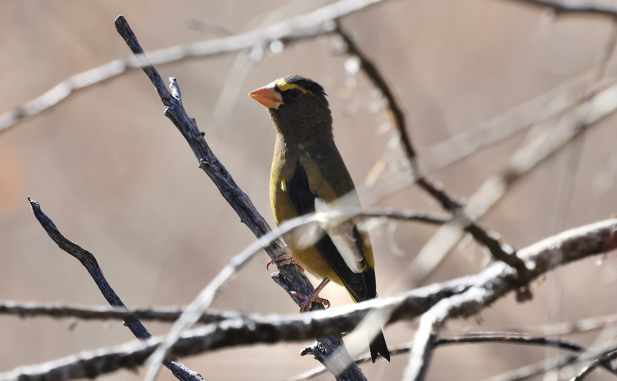 Picogordo Vespertino - ML645466415