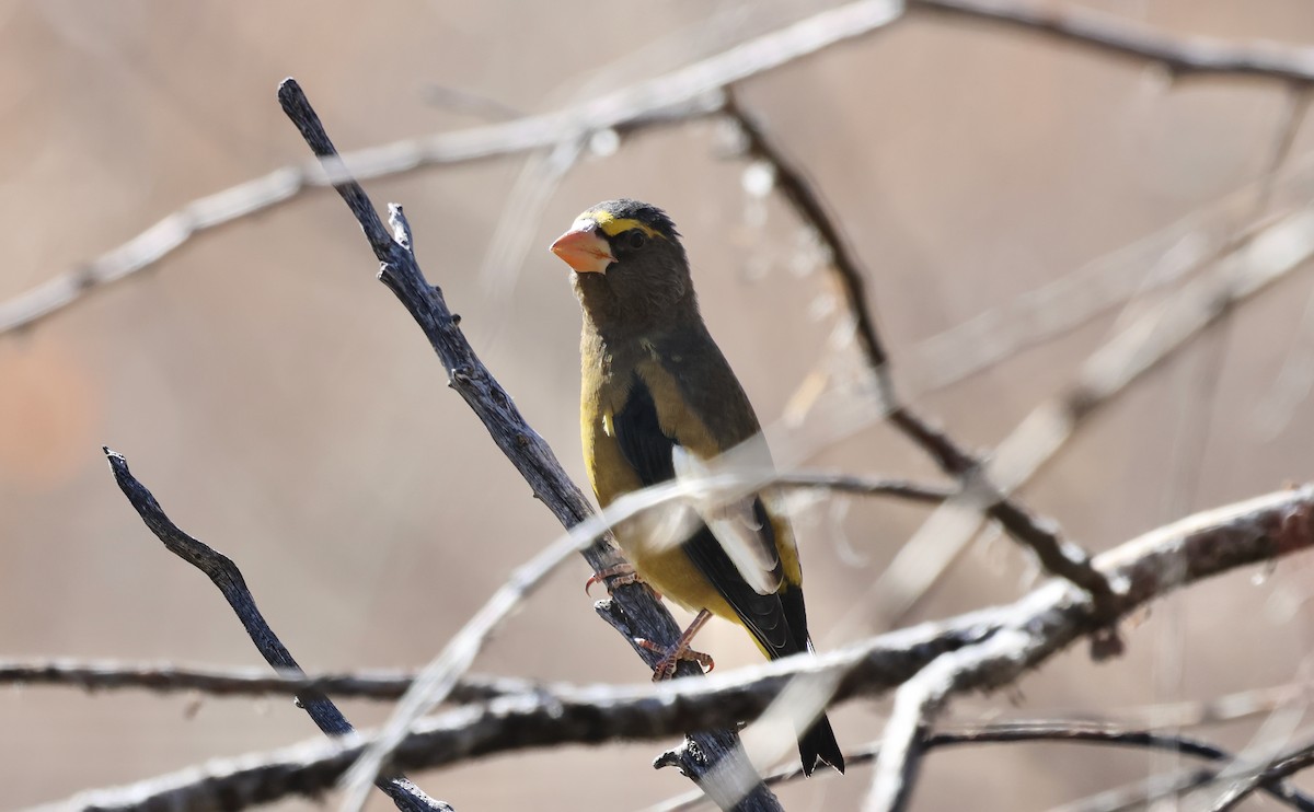 Picogordo Vespertino - ML645466416