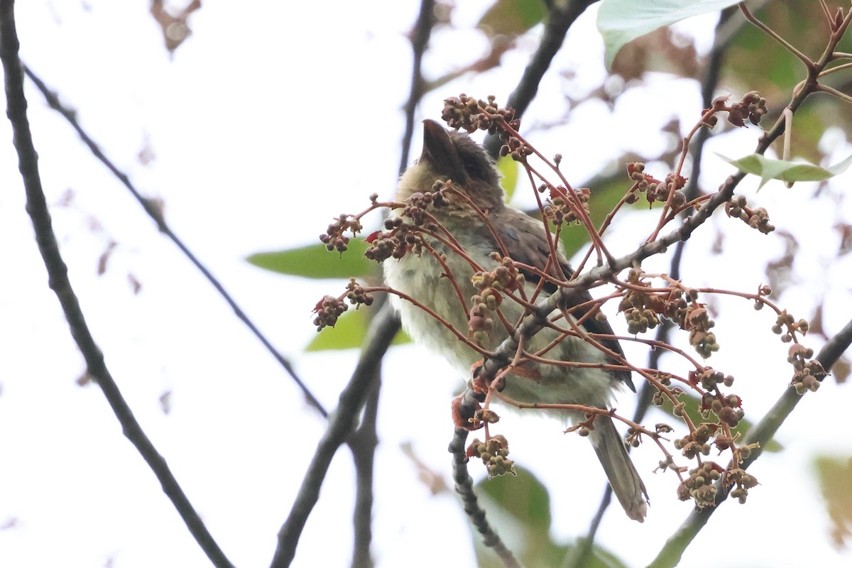Barbudo Pardo de Malasia - ML645466417