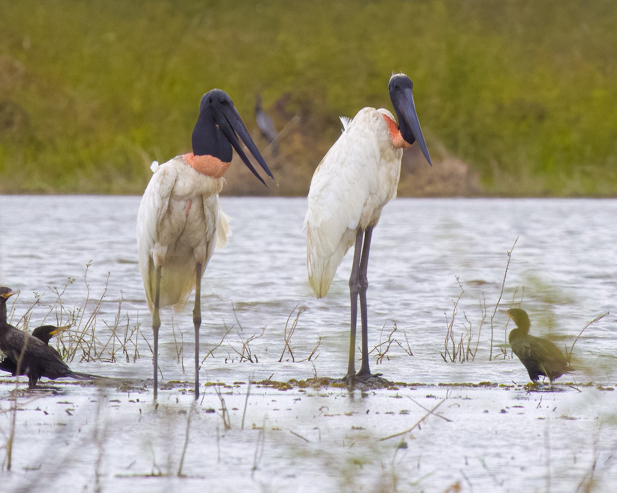 Jabirú Americano - ML645466418