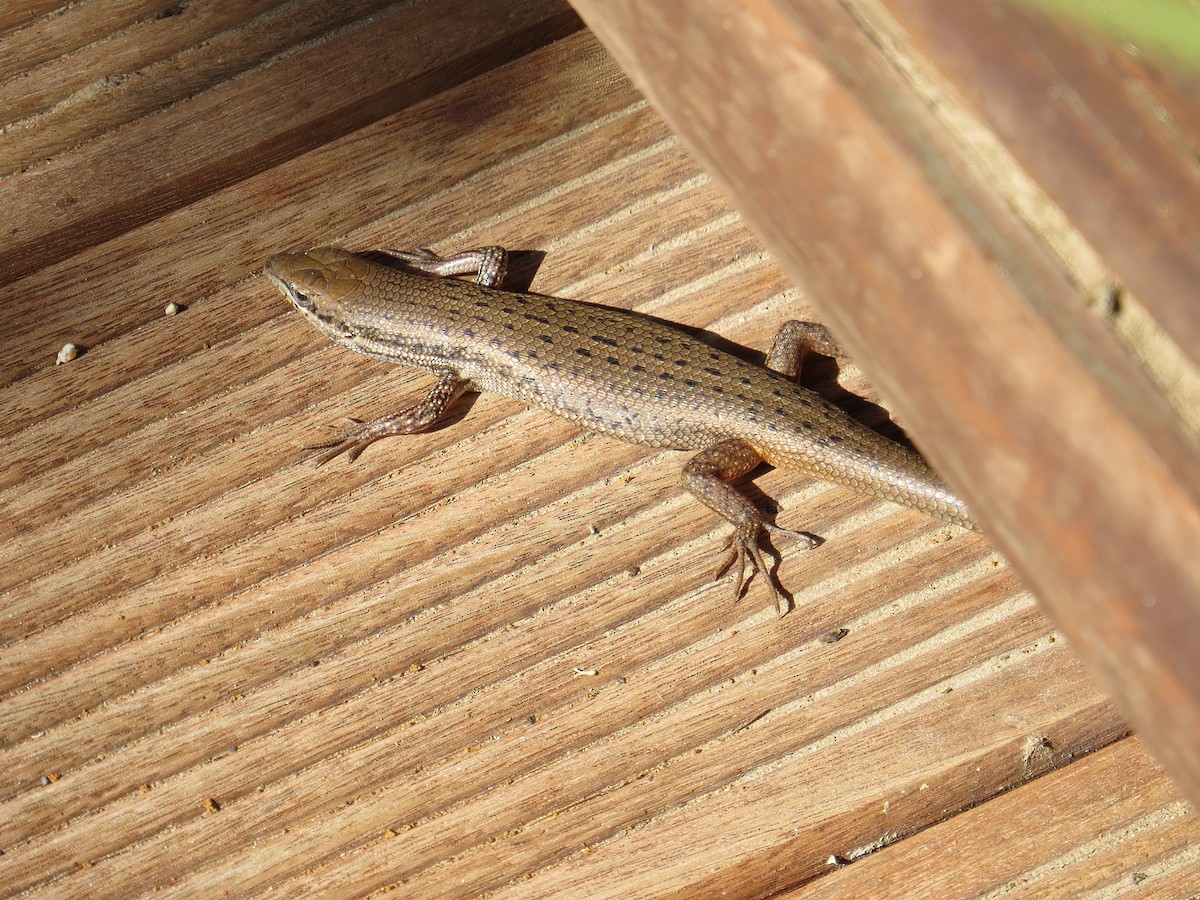 Variable Skink - ML645466419