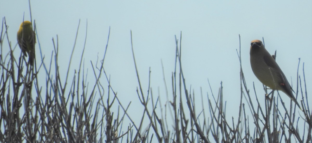 Ampelis Americano - ML645466420