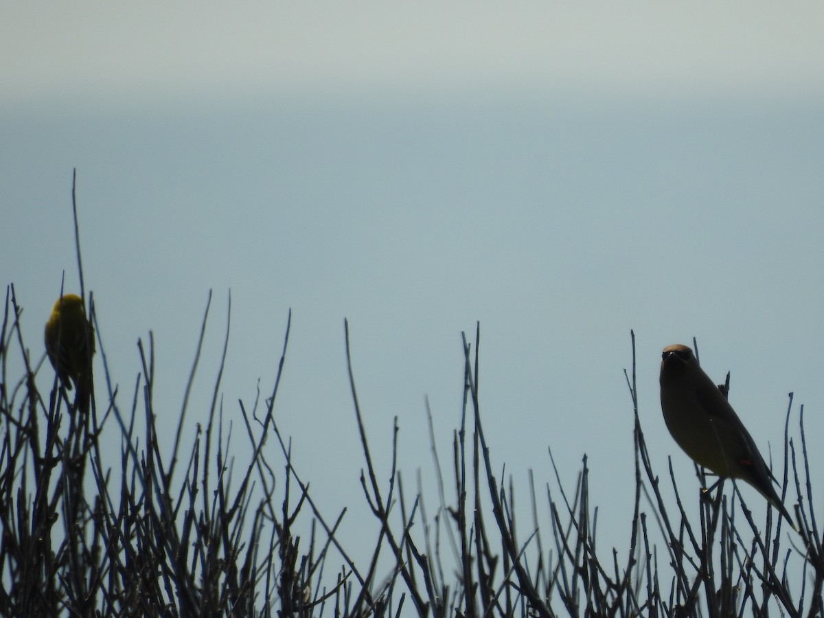 Ampelis Americano - ML645466421