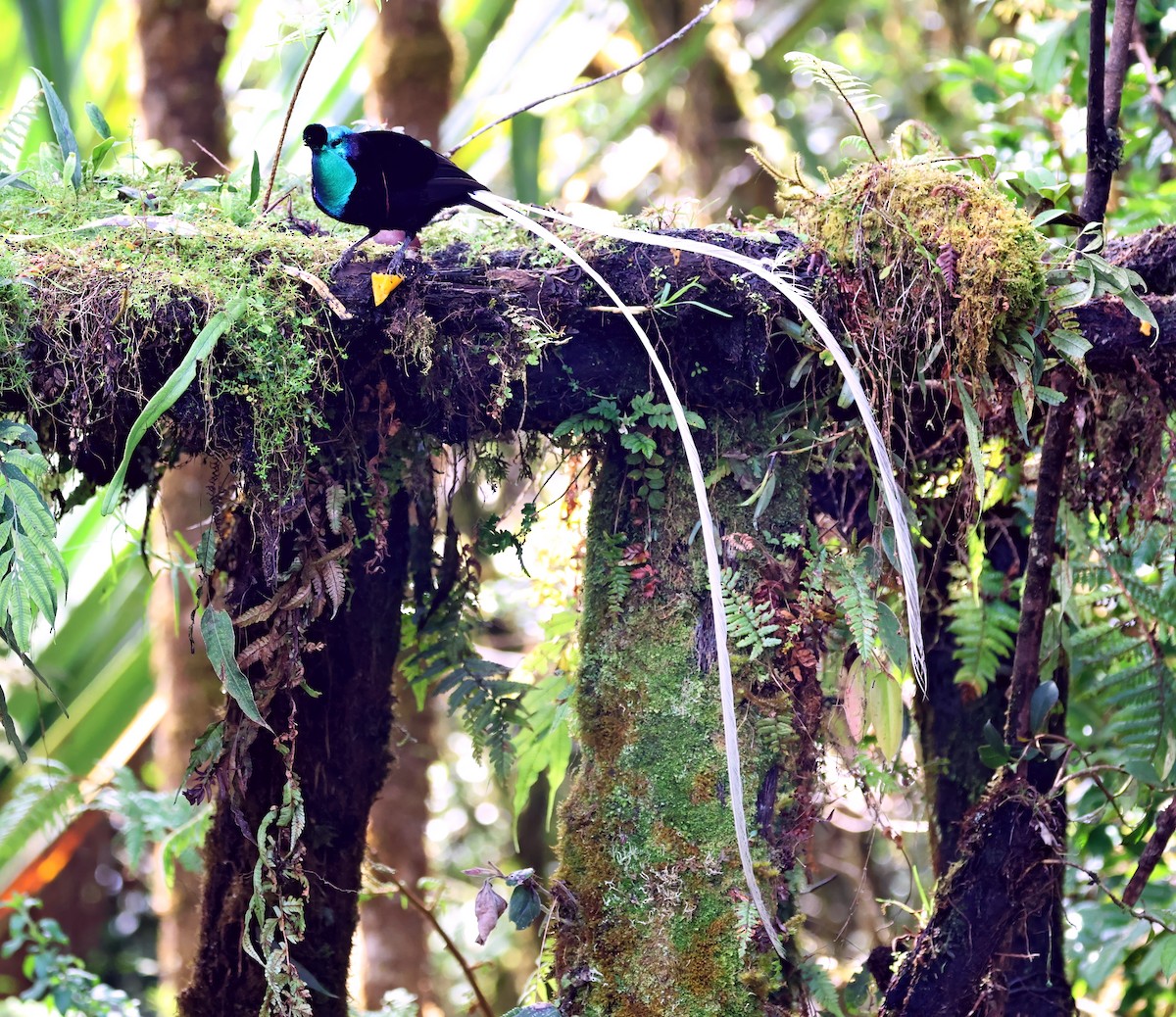 Ave del Paraíso Cuelgacintas - ML645466425