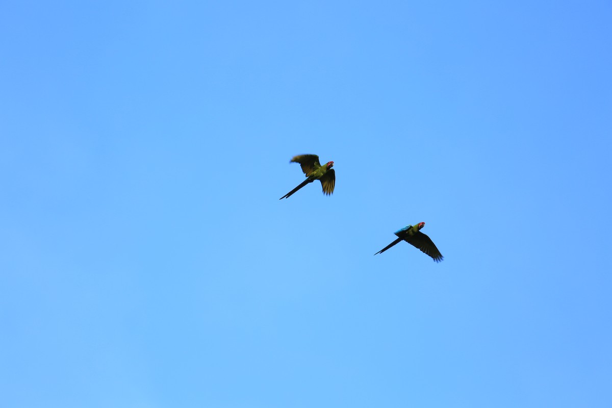 Guacamayo Ambiguo - ML645466428