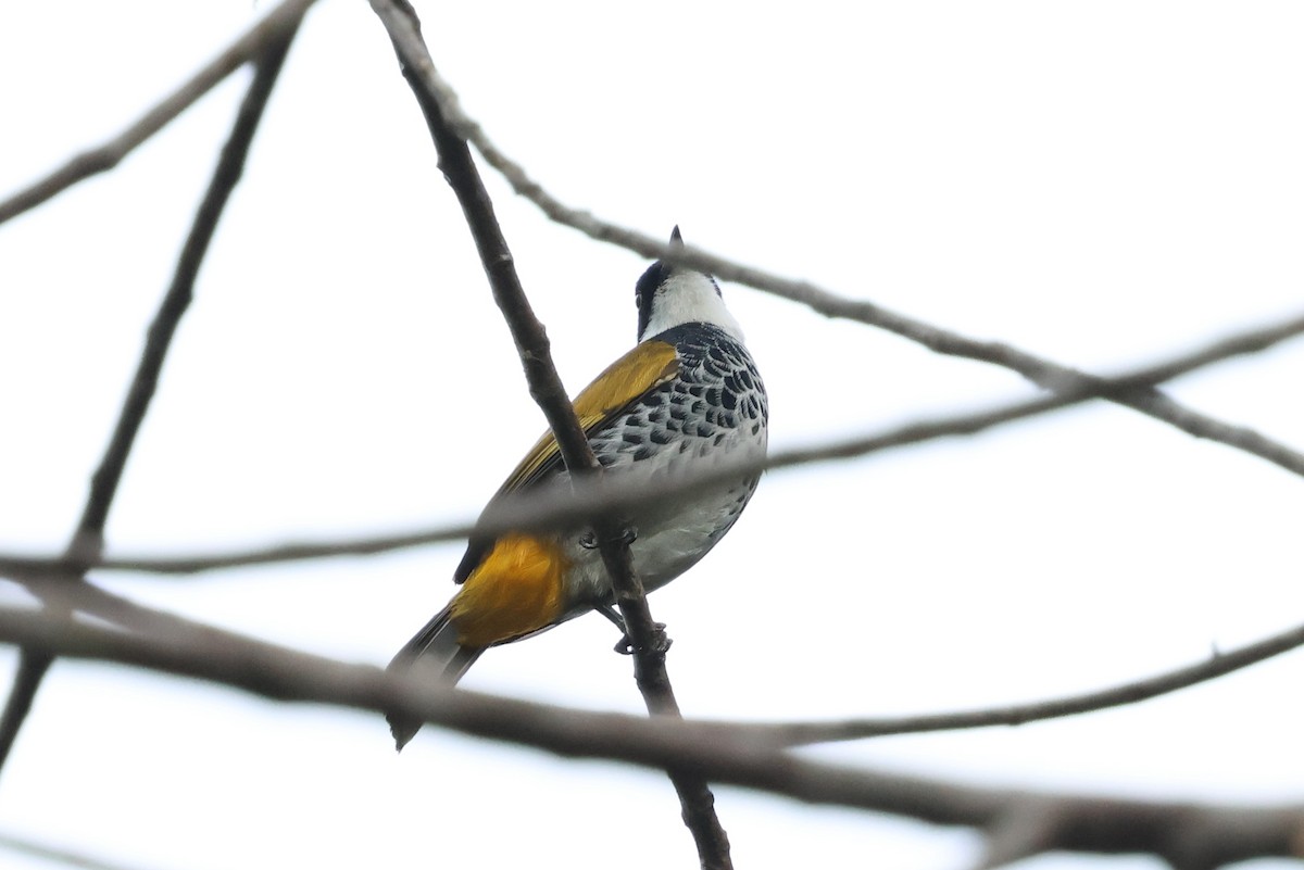 Bulbul écaillé - ML645466431