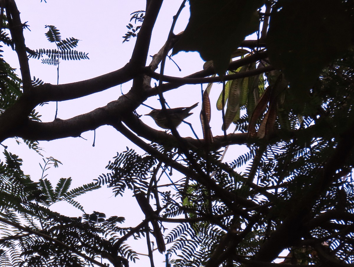 Reinita Charquera Norteña - ML645466433