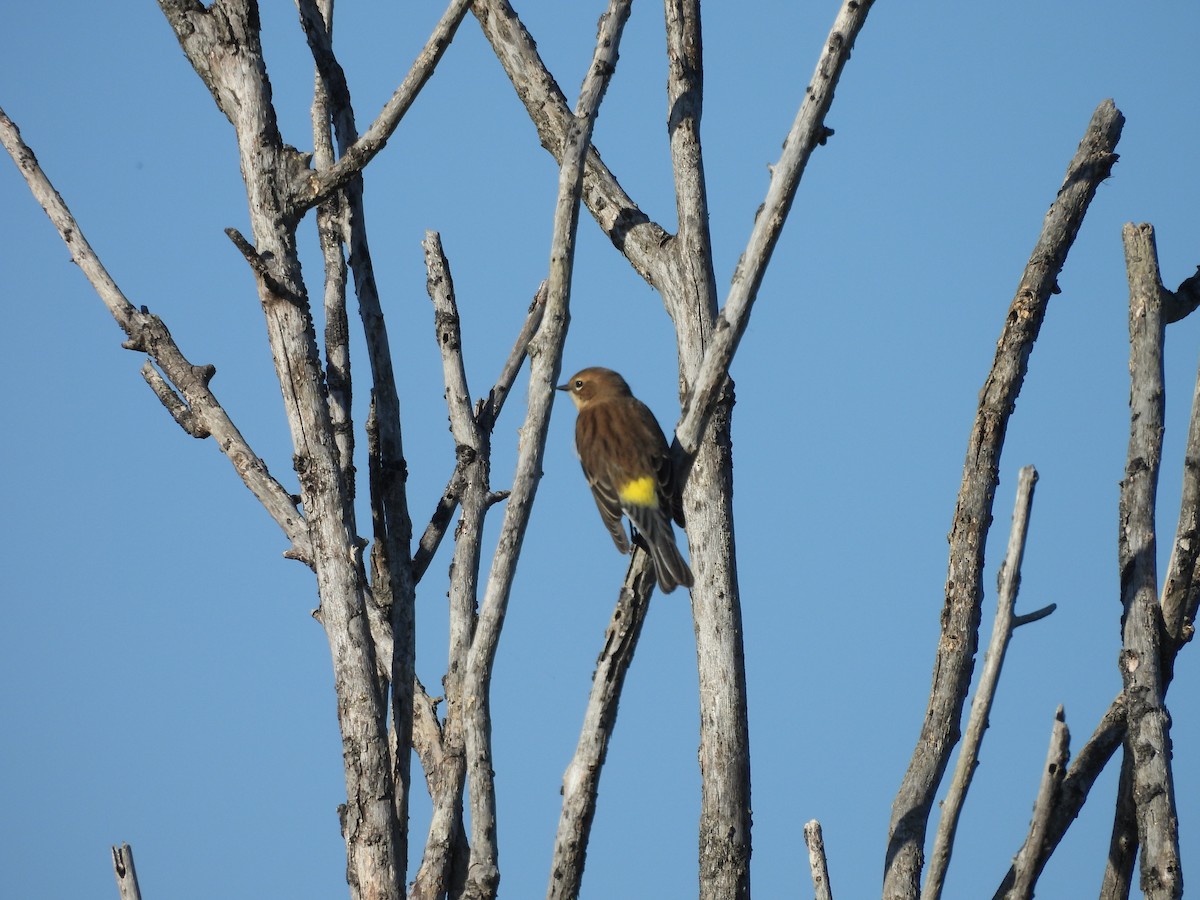 lesňáček žlutoskvrnný - ML645466439