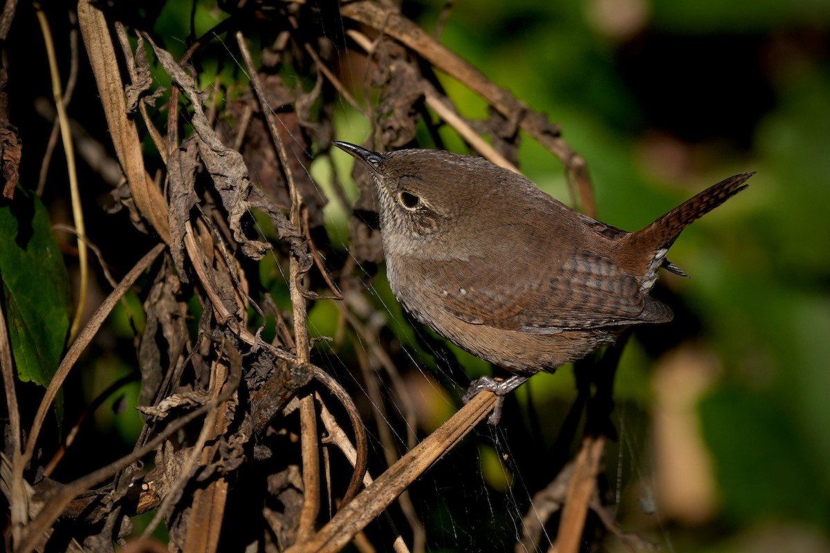 Northern House Wren - ML645466441