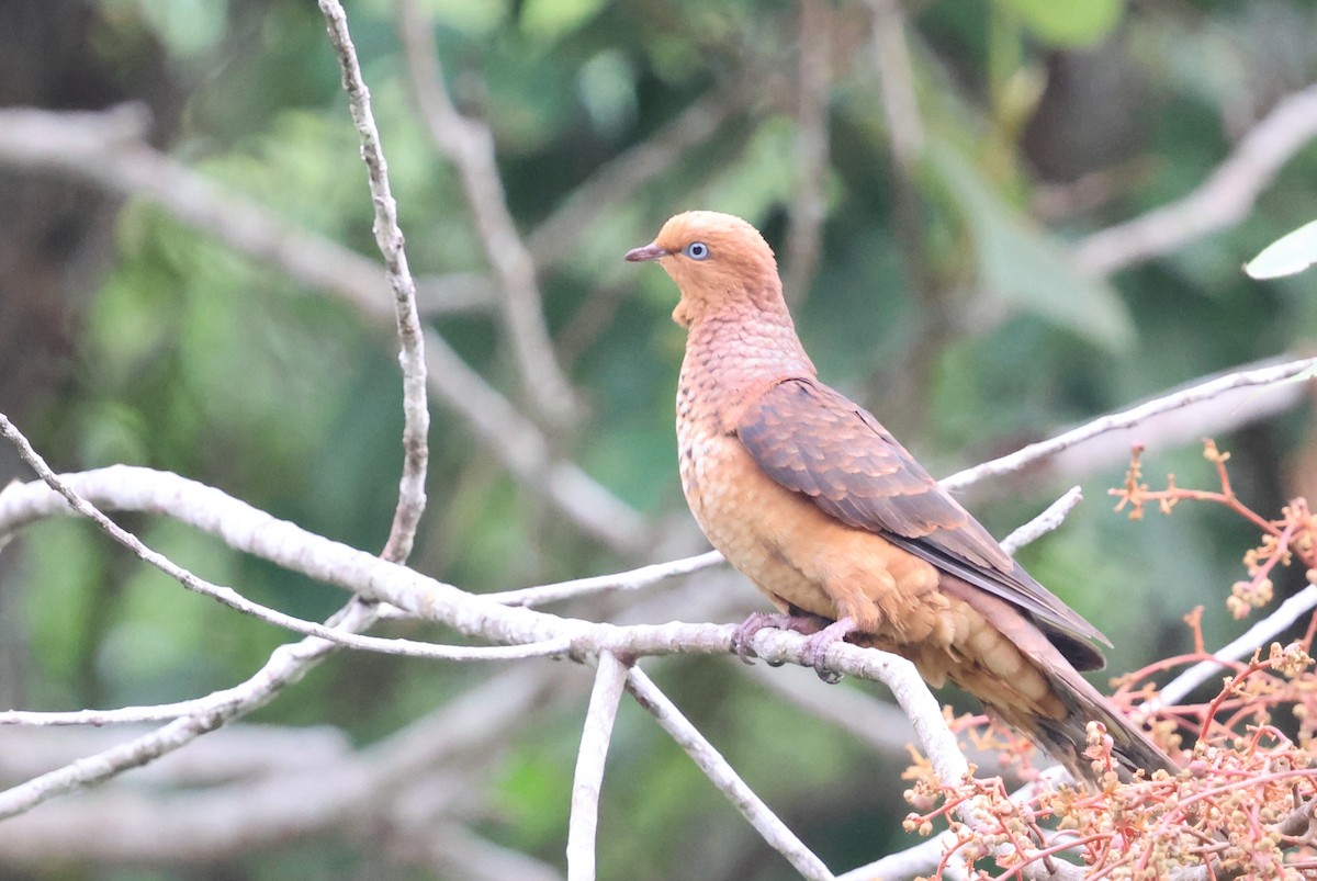 Little Cuckoo-Dove - ML645466443