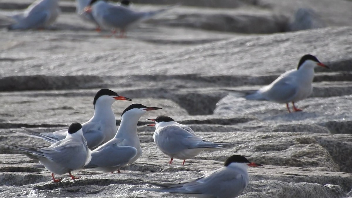 rybák obecný - ML645466447