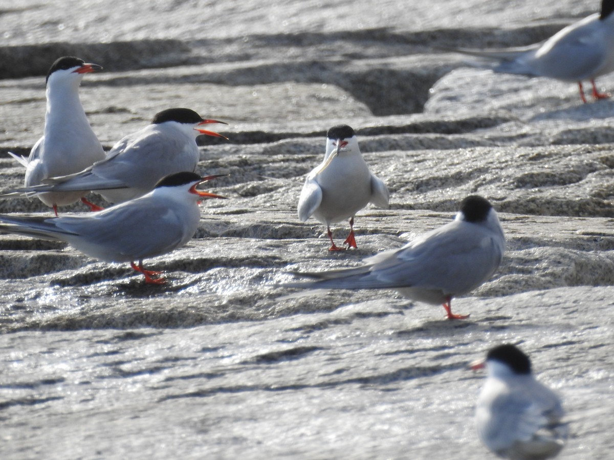 rybák obecný - ML645466448