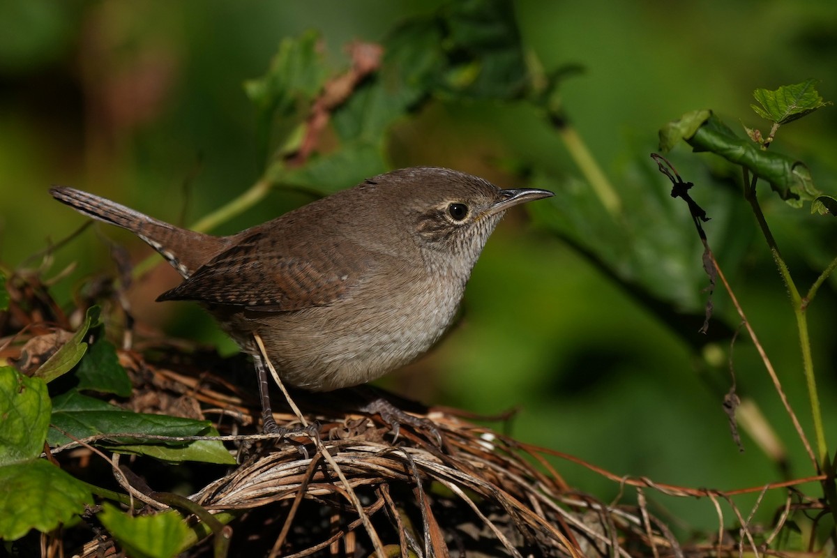 Northern House Wren - ML645466452