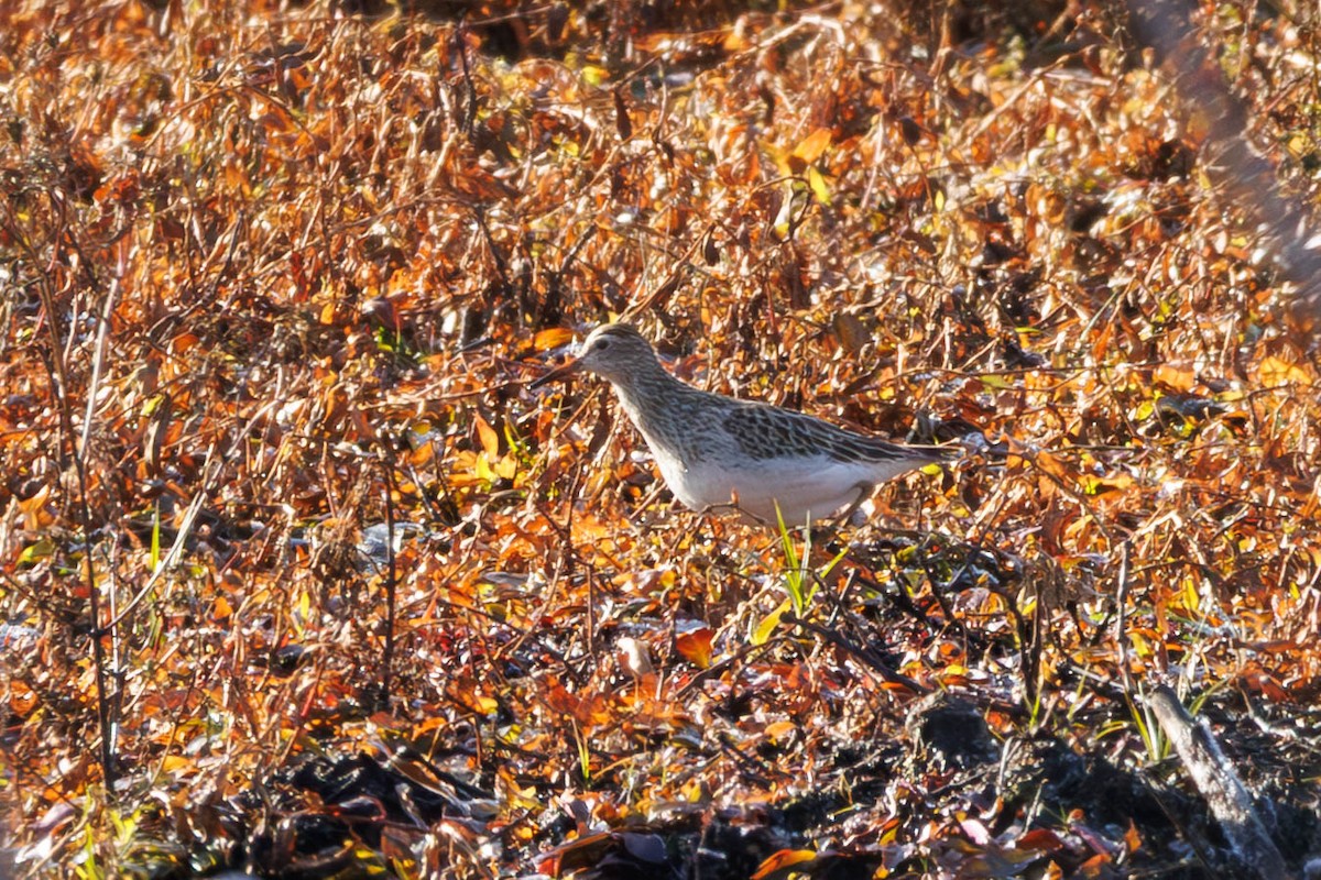 Pectoral Sandpiper - ML645466454