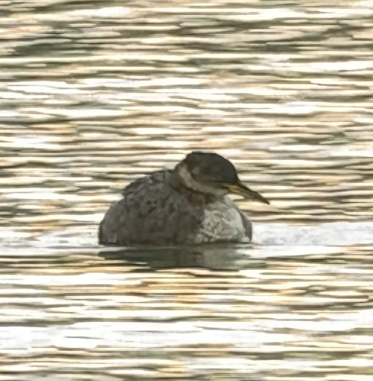 Grèbe jougris - ML645466457