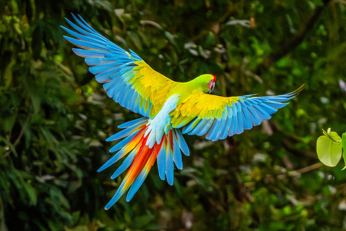 Great Green Macaw - ML645466463