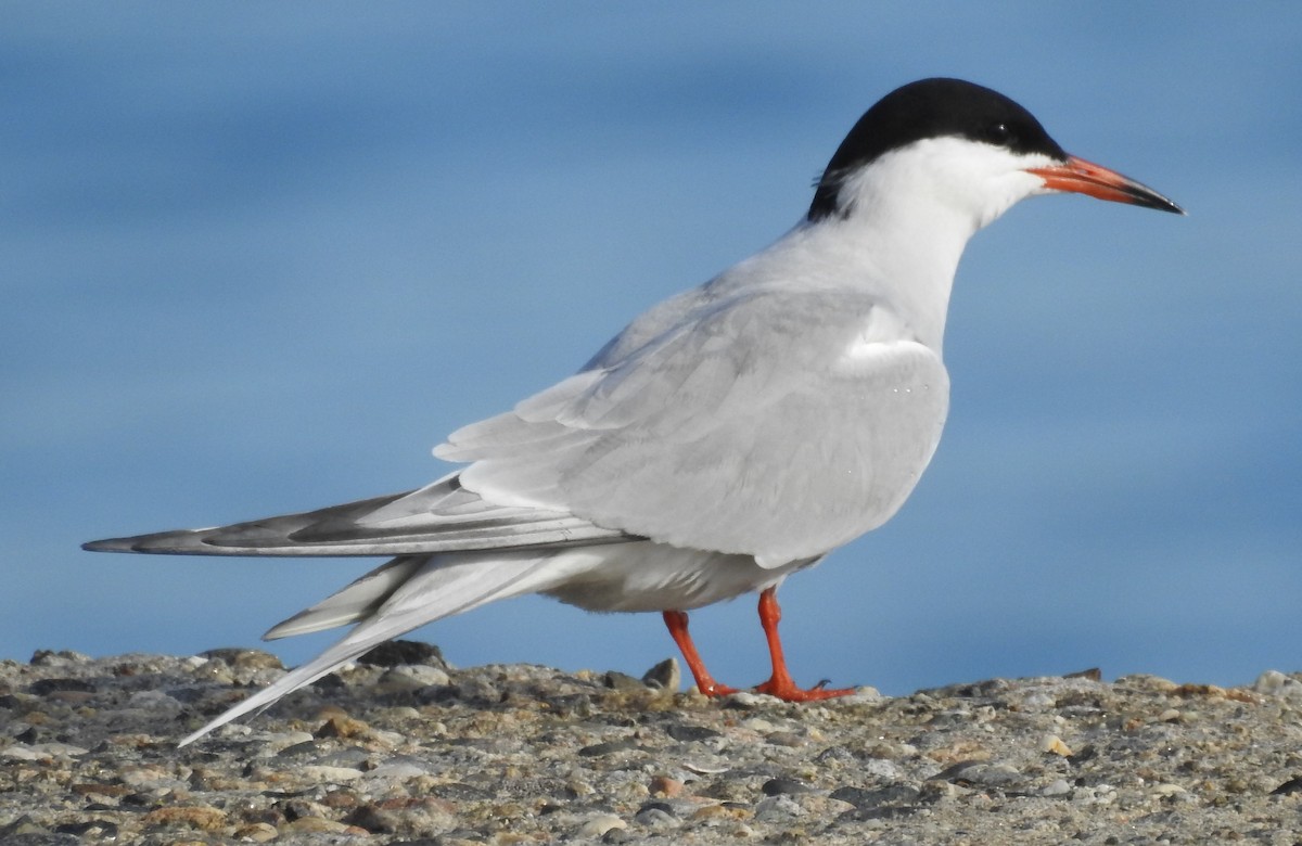 rybák obecný - ML645466470