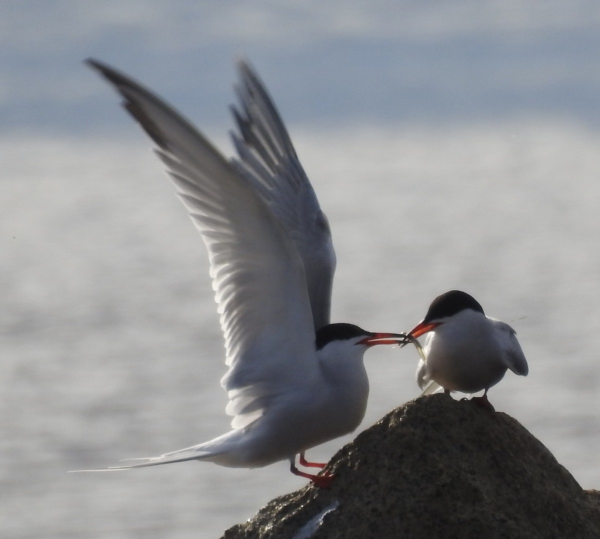 rybák obecný - ML645466471