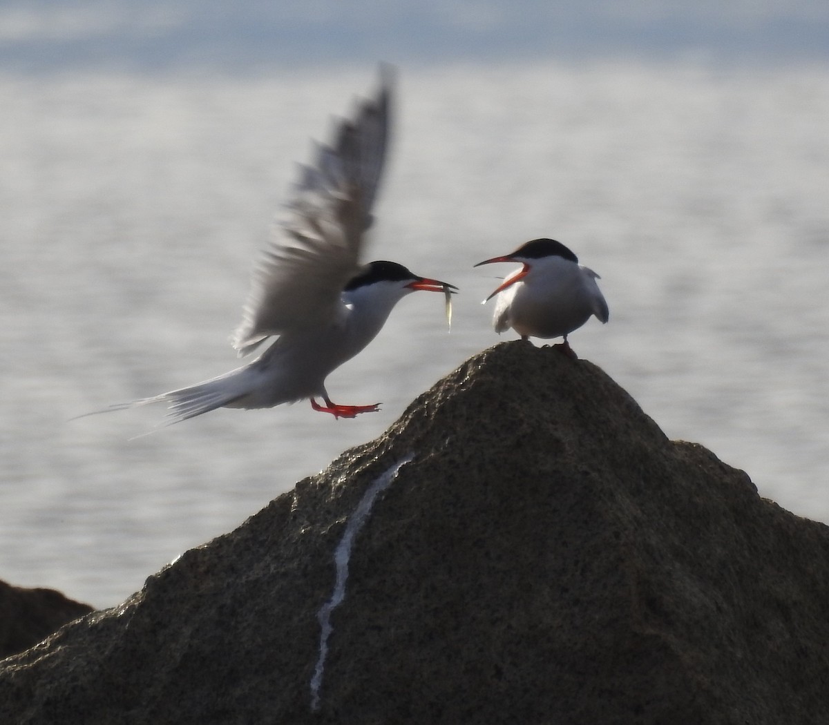 rybák obecný - ML645466472