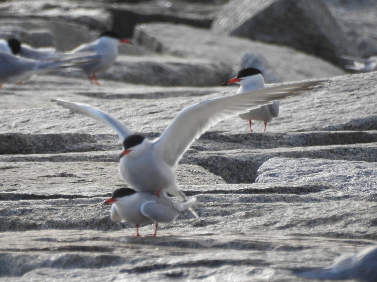 rybák obecný - ML645466473