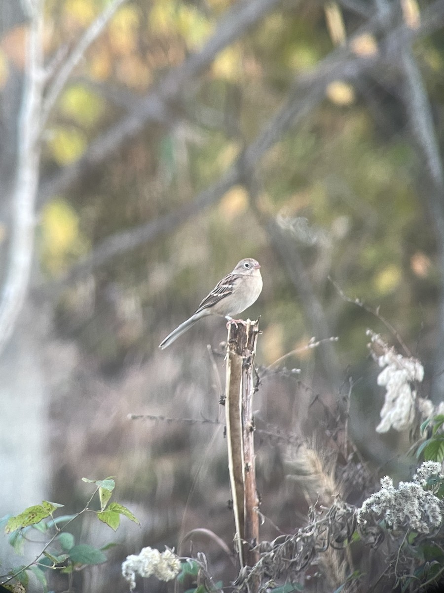 Field Sparrow - ML645466475