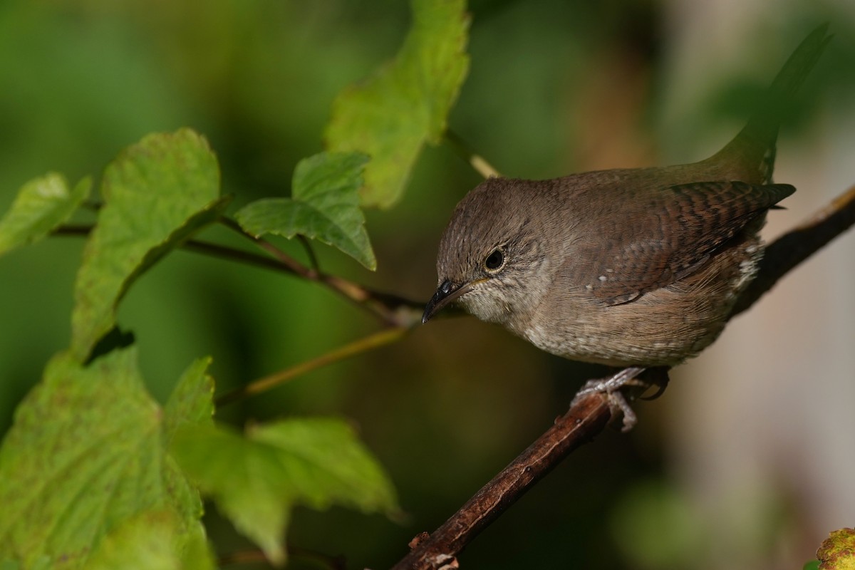 Northern House Wren - ML645466476