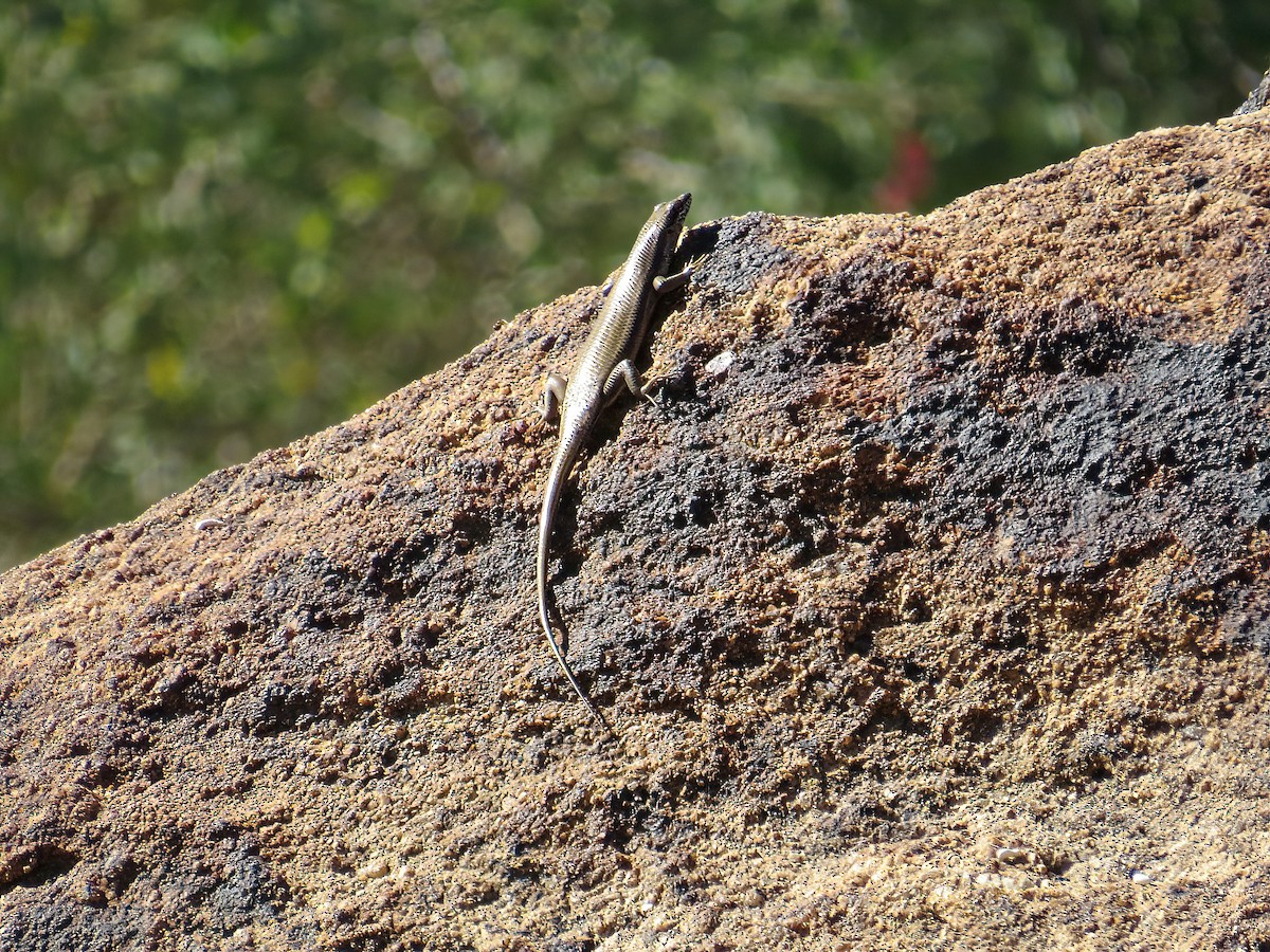 Variable Skink - ML645466493