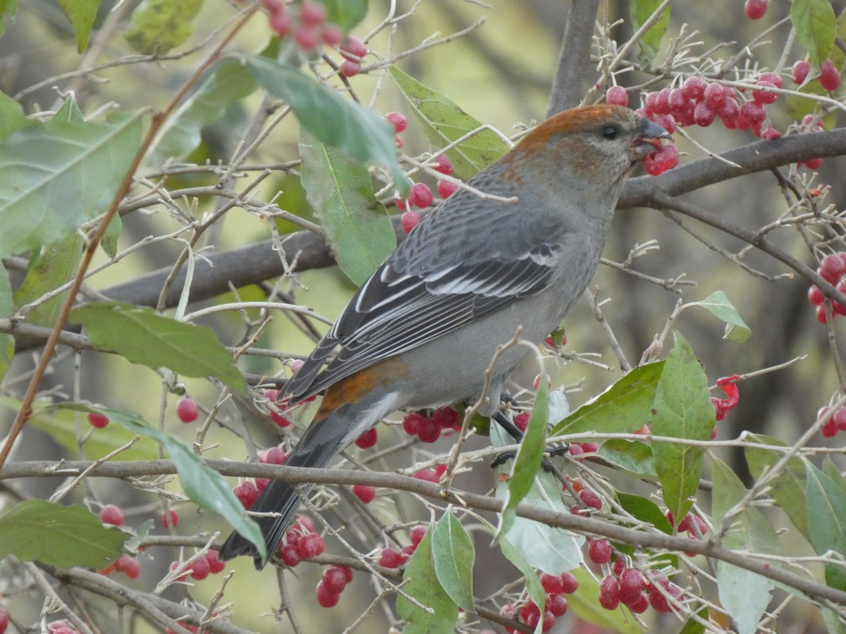 hýl křivčí - ML645466496