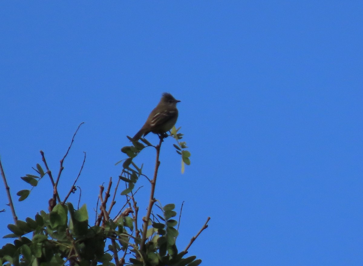 Yellow-bellied Elaenia - ML645466498