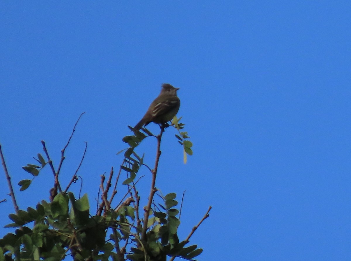 Yellow-bellied Elaenia - ML645466499