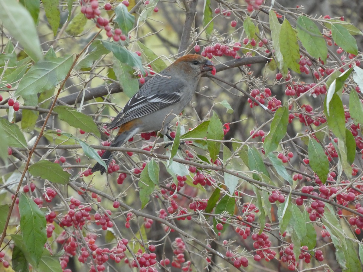 hýl křivčí - ML645466509